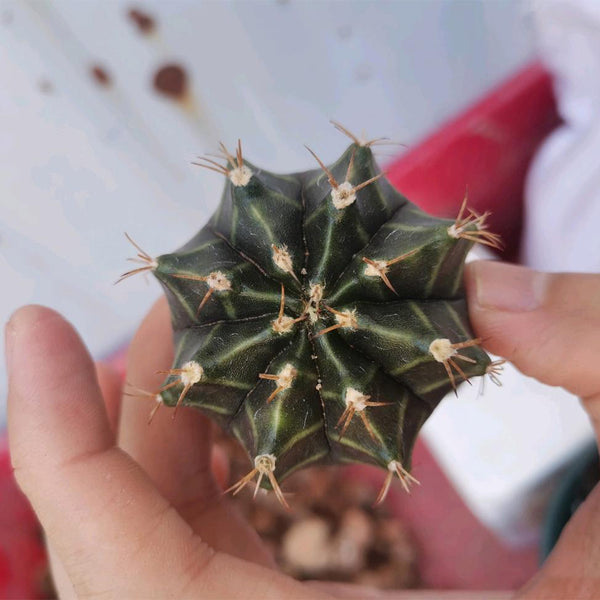 Gymnocalycium mihanovichii var. filadelfiense, 3-4cm