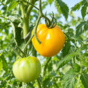 448 Fairy's Gift Tomato, 5 Seeds