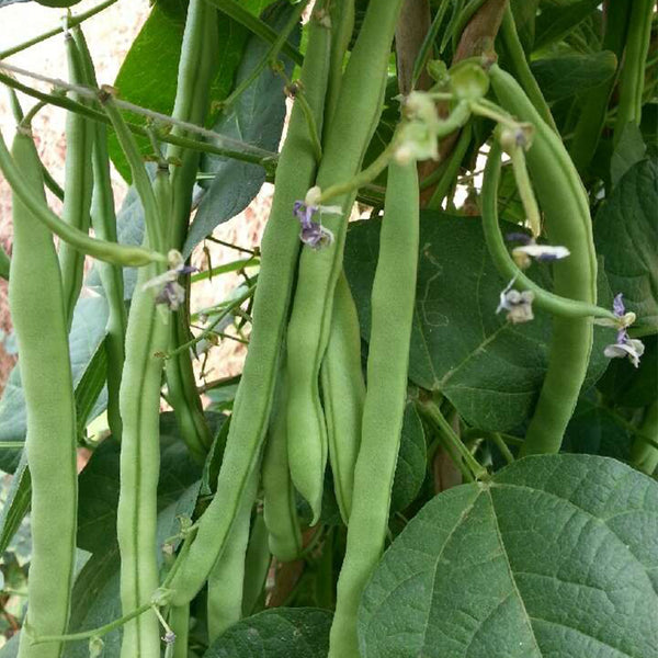'Shuangqing No.35' Snap Bean Seeds, 25g
