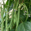 'Shuangqing No.35' Snap Bean Seeds, 25g