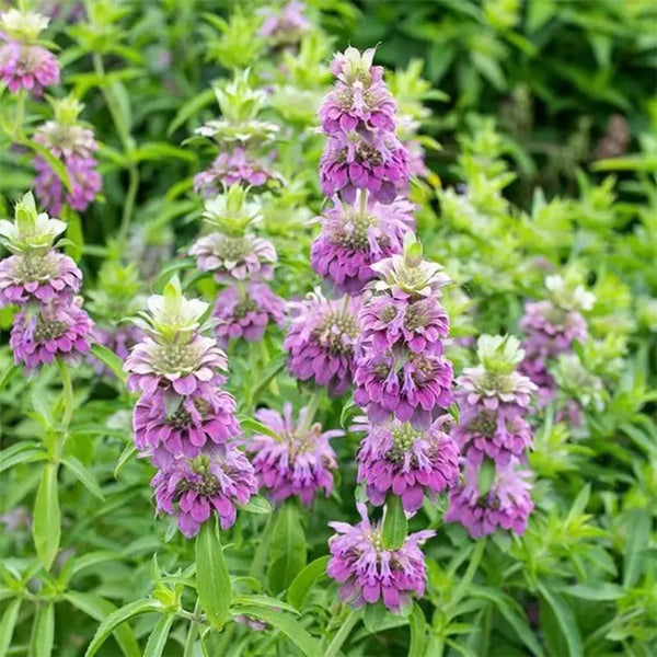 Lemon Mint Seeds, 100 Seeds