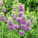 Lemon Mint Seeds, 100 Seeds