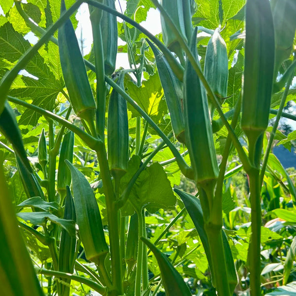 Lianglv No.2 Okra Seeds, 10g