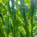 Lianglv No.2 Okra Seeds, 10g