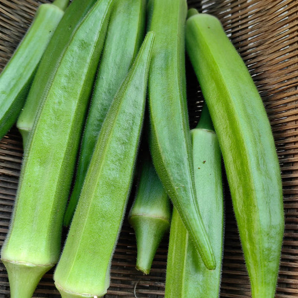 Lianglv No.2 Okra Seeds, 10g