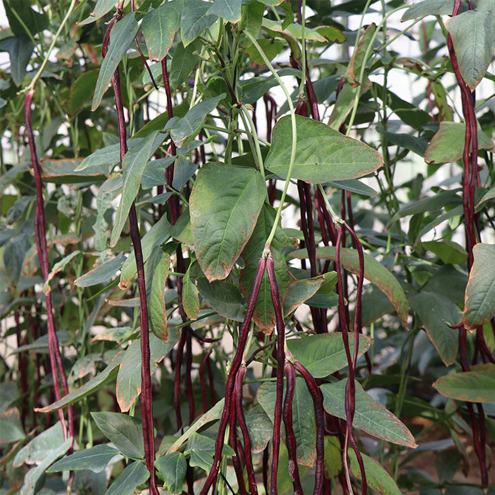 Spring-Autumn Red Cowpea Seeds, 5 × 10g Bags