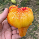 U2608 Cocktail Fruit Tomato, 20 Seeds