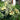 844 Micro Dwarf Frosted Basket Tomato, 5 Seeds