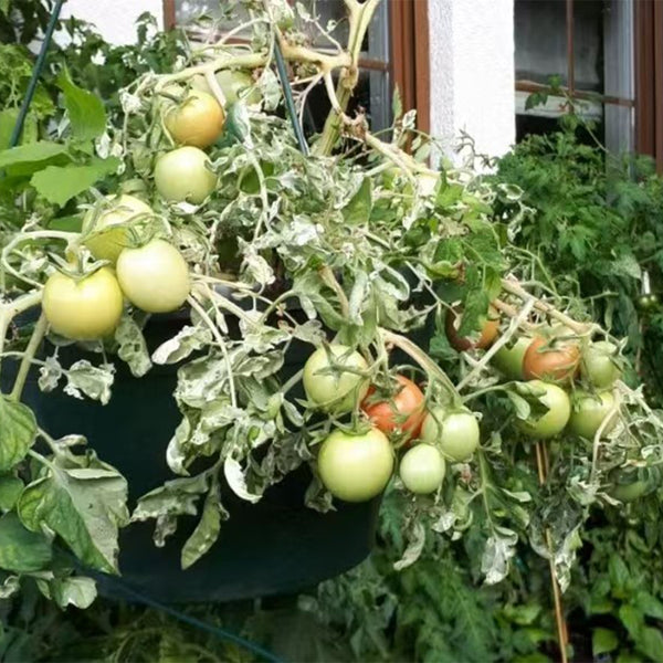 844 Micro Dwarf Frosted Basket Tomato, 5 Seeds