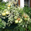 844 Micro Dwarf Frosted Basket Tomato, 5 Seeds