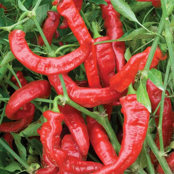 Jimmy Nardello Pepper, 10 Seeds