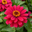 W1338 Double Zahara Cherry Zinnia, 5 Seeds
