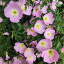 Pink Evening Primrose, 1g