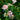 Crown Vetch Seeds, 10g