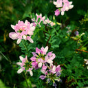 Crown Vetch Seeds, 10g