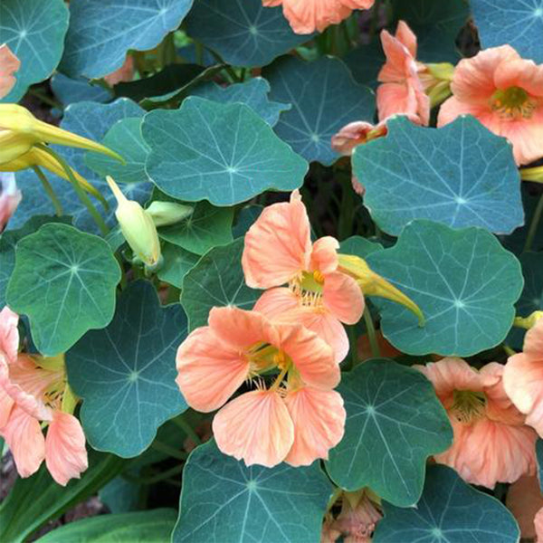 Peach Blossom' Nasturtium Seeds, 50 Seeds