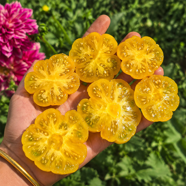 8 Dean's Chickie Cherry Tomato, 5 Seeds