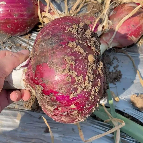 Zilu No.3 Purple Onion Seeds, 2 Grams ≈ 600 Seeds