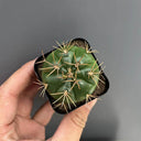 Gymnocalycium eurypleurum, 3-4cm