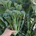 Qinghuatai No.1 Broccolini Seeds, 1000 Seeds