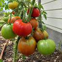 109 Yasha Yugoslavian Tomato, 5 Seeds