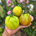 274 Emerald Truffle Tomato, 5 Seeds