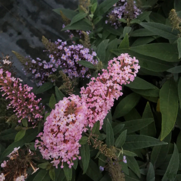 Mixed Butterfly Bush, 10 Seeds