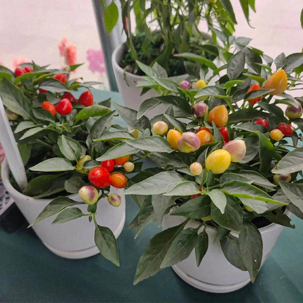 Pearl Ornamental Pepper Seeds, 200 Seeds