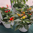 Pearl Ornamental Pepper Seeds, 200 Seeds