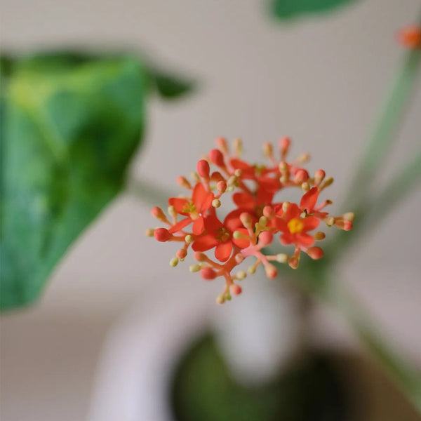 TD001 Jatropha podagrica, 1 Live Plant