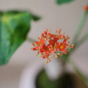 TD001 Jatropha podagrica, 1 Live Plant