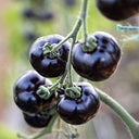Black Knight Tomato Seeds, 25 Seeds