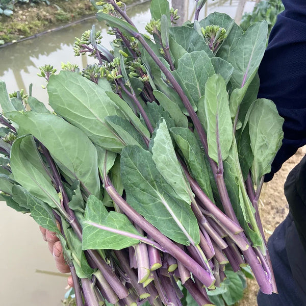 Red-Stemmed Chinese Kale Seeds, 10g