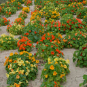 Hezhichun Mixed Color Nasturtium Seeds, 10g