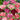 Frilly Mixed Carnation, 10 Seeds