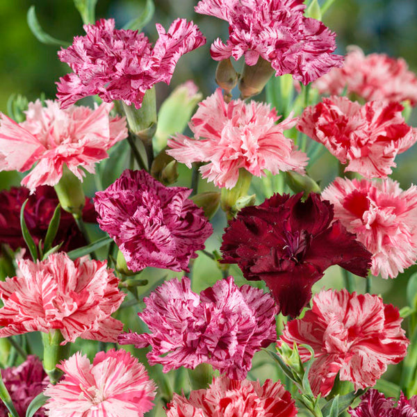 Frilly Mixed Carnation, 10 Seeds