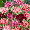 Frilly Mixed Carnation, 10 Seeds