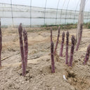 Purple Passion Asparagus Seeds