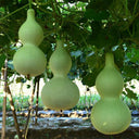 Giant Birdhouse Gourd, 10 Seeds