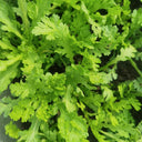 Jiemei Xiangju Garland Chrysanthemum Seeds, 10g