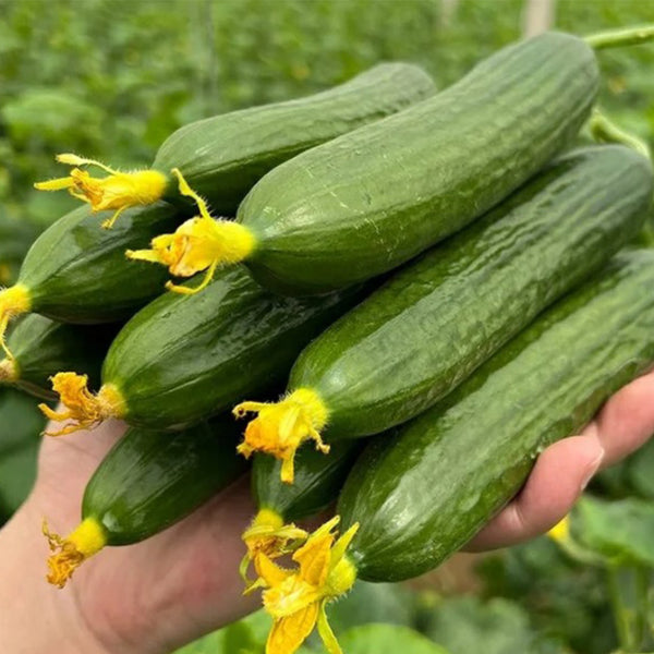 'Hemei 198' Mini Cucumber, 50 Seeds