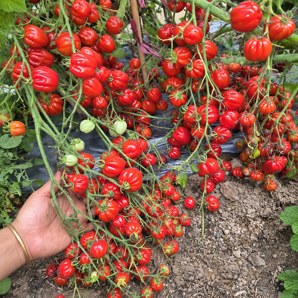 115 Cherry Accordion Tomato, 3 Seeds