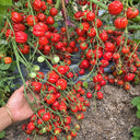 115 Cherry Accordion Tomato, 3 Seeds
