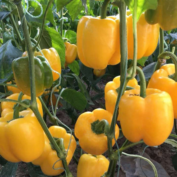 Yellow Bell Pepper Seeds, 20 Seeds