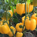 Yellow Bell Pepper Seeds, 20 Seeds