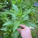 Chenopodium ambrosioides Seeds, 100 Seeds