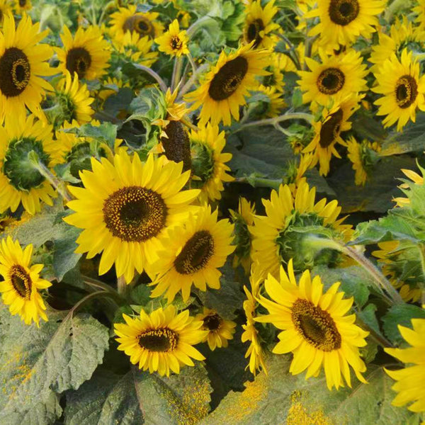Chihuahua Dwarf Ornamental Sunflower Seeds, 3g