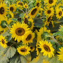Chihuahua Dwarf Ornamental Sunflower Seeds, 3g