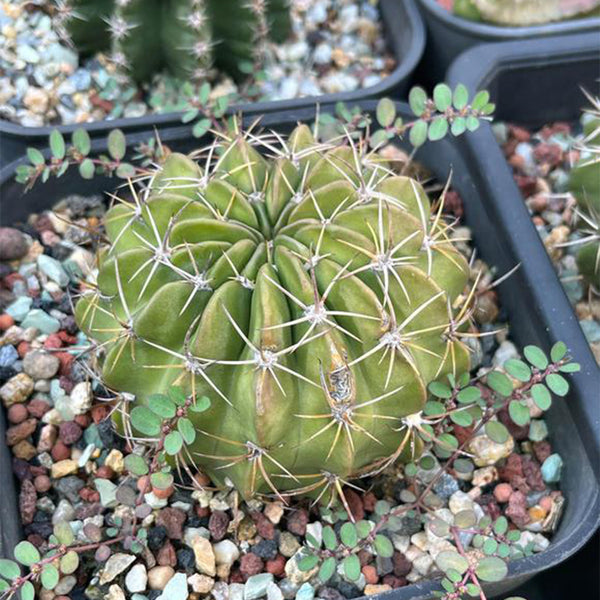 Echinopsis obrepanda, 3-4cm