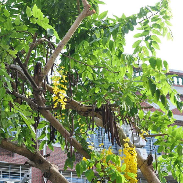 Golden Shower Tree, 10 Seeds